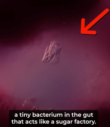 a tiny bacterium in the gut that acts like a sugar factory.